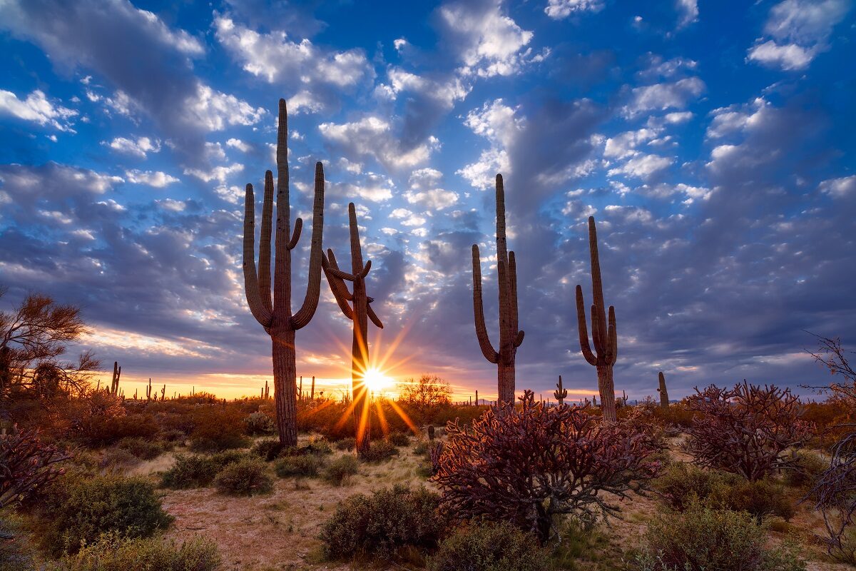 Arizona,Desert,Landscape,With,Saguaro,Cactus,At,Sunset
